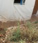 כך נראה הדק כמה חודשים אחרי שנבנה