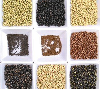 מדריך לשמירת זרעי מורשת