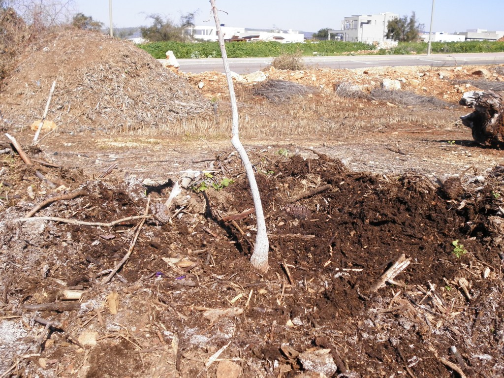 ממלאים סביב לעץ בתערובת האדמה והקומפוסט