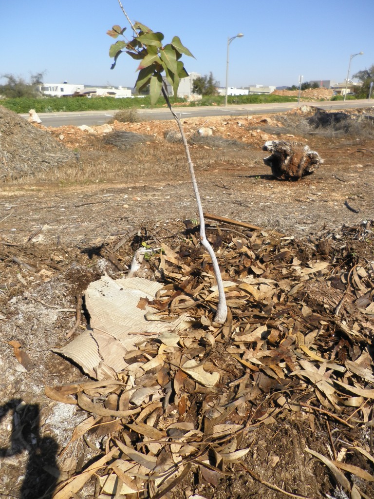 שכבת חיפוי סביב העץ