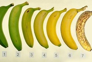 קצב ההבשלה של הבננה