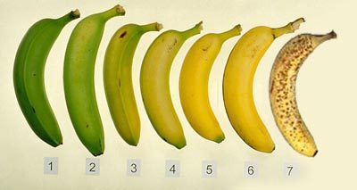 קצב ההבשלה של הבננה