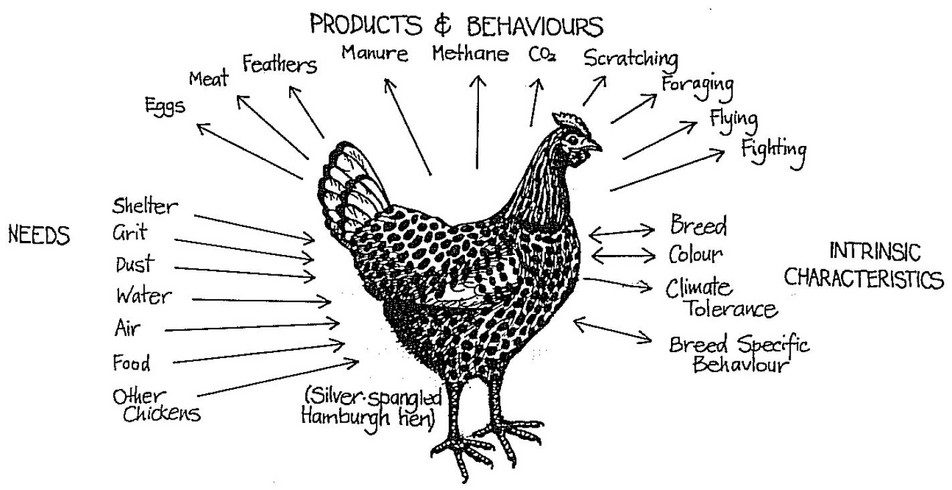 תרגיל התשומות ותנובות - התרנגולת המפורסמת של הפרמקלצ'ר