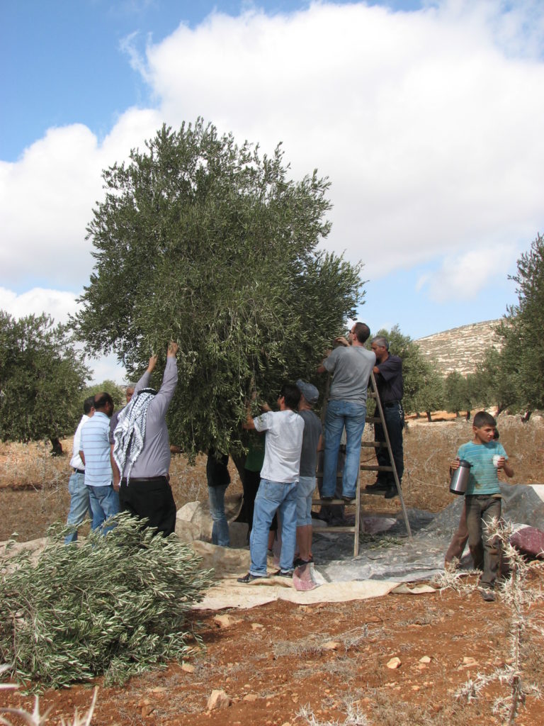 מסיק זיתים משותף בכפר אל וואלאג’ה (מתוך אתר לוחמים לשלום)