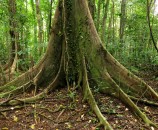 Daintree-rainforest-tree