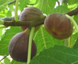 Ripe Figs