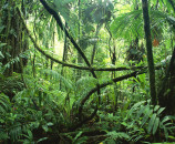 rainforest trees and plants