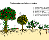 the-seven-layers-of-a-forest-garden