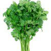 coriander