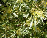 יצהרון מכסיף, Elaeagnus angustifolia