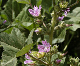 מעוג ימי, Lavatera maritime