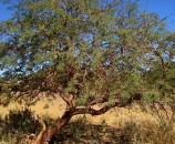 prosopis alba, ינבוט לבן