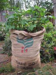 גידול תפוחי אדמה בשק קפה במקום בצמיגים