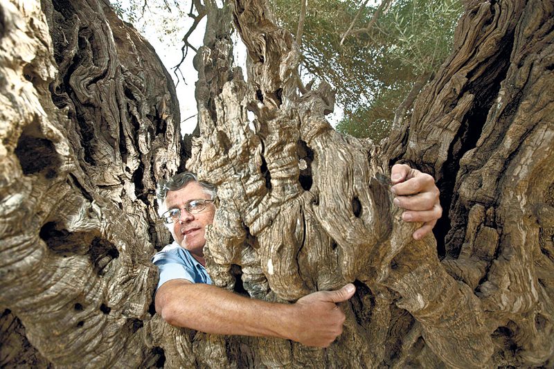 פקיד היערות ישראל גלון מכפר סבא מגן על עץ בוגר