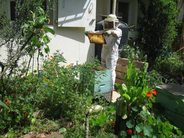 איש דבורים עירוני מטפל בכוורת