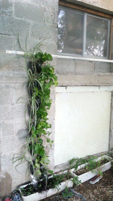 במקום טיח אפשר לכסות את הקיר ישירות עם צמחים