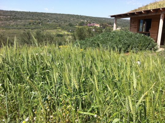 בקדמת התמונה חיטה. מאחור: פול – גם הוא גדל בעל, ומספק את החלבון. עליו בפעם אחרת..