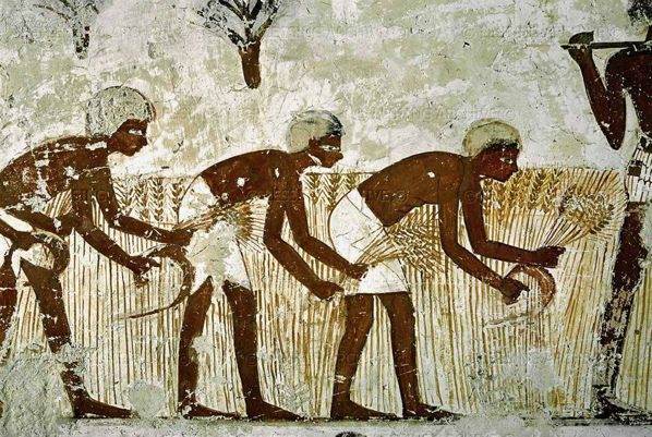 agriculture-in-ancient-Egypt5