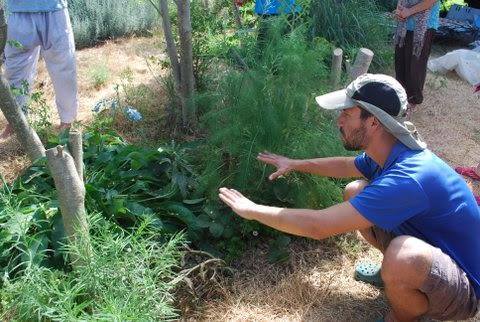 בערוגה הקטנה הזו מיושמים כל העקרונות של יער מאכל: שכבתיות, עבודה עם סוקצסיה ועוד. הצמחים בערוגה: מורינגה, מנגו, כורכום, ג'ינג'ר, תות שדה, קומפרי, שומר, קלנדולה, אספסת ורימון שחור. 