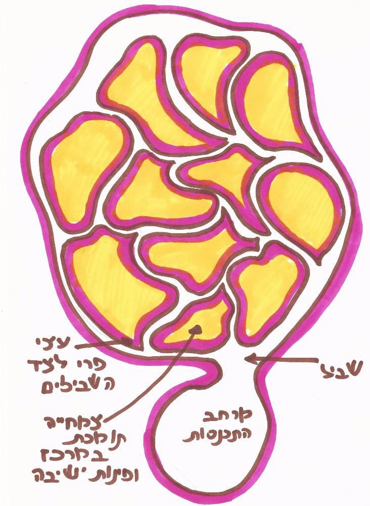  בדפוס זה ניתן לראות שביל מעגלי גדול עם הרבה 'שבילונים' שיוצאים ממנו וחוזרים אליו. לצד השבילים נמקם עצי ושיחי מאכל ובמרכז הנישות נמקם צמחיה תומכת. לדוגמה: עץ קושר חנקן גדול שיכול לתת גם צל לפינת ישיבה.