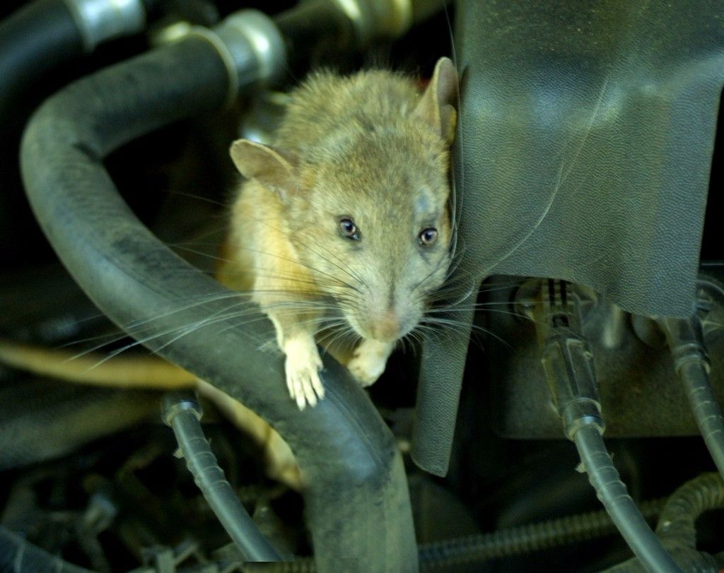 עכבר מכרסם חוטי חשמל וכבלים של מכונת הכביסה 2- בידיים