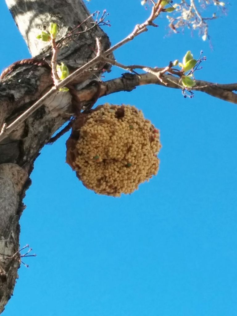 תולים באזור בו יש גישה לציפורים