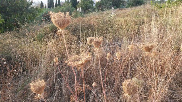 גזר קיפח - תפרחת יבשה עם זרעים