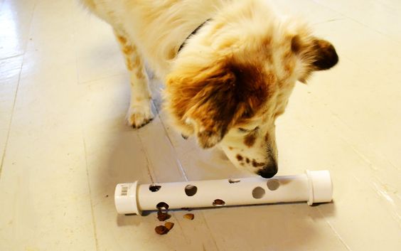 צעצוע אכילה לכלב- צינור PVC בידיים