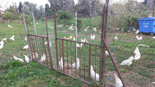 רוב הזמן ורוב התרנגולות מבלות בתוך הלול הבנוי ולא בחצר