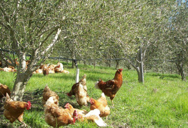 תרנגולות במטע זיתים