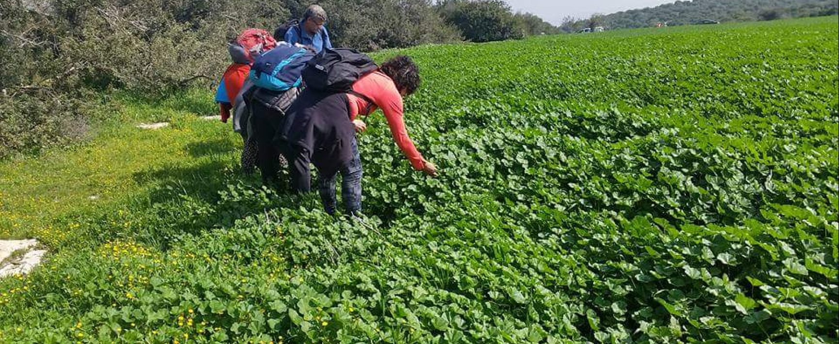 סיור ליקוט בשבת שמשית יפה