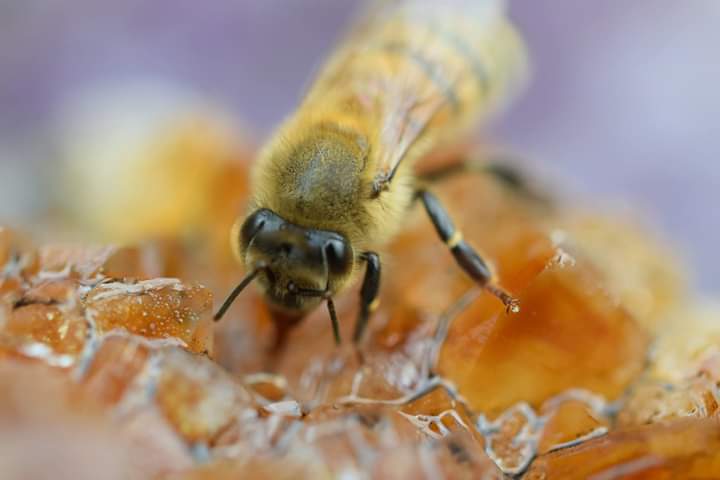 Project Bee Stop