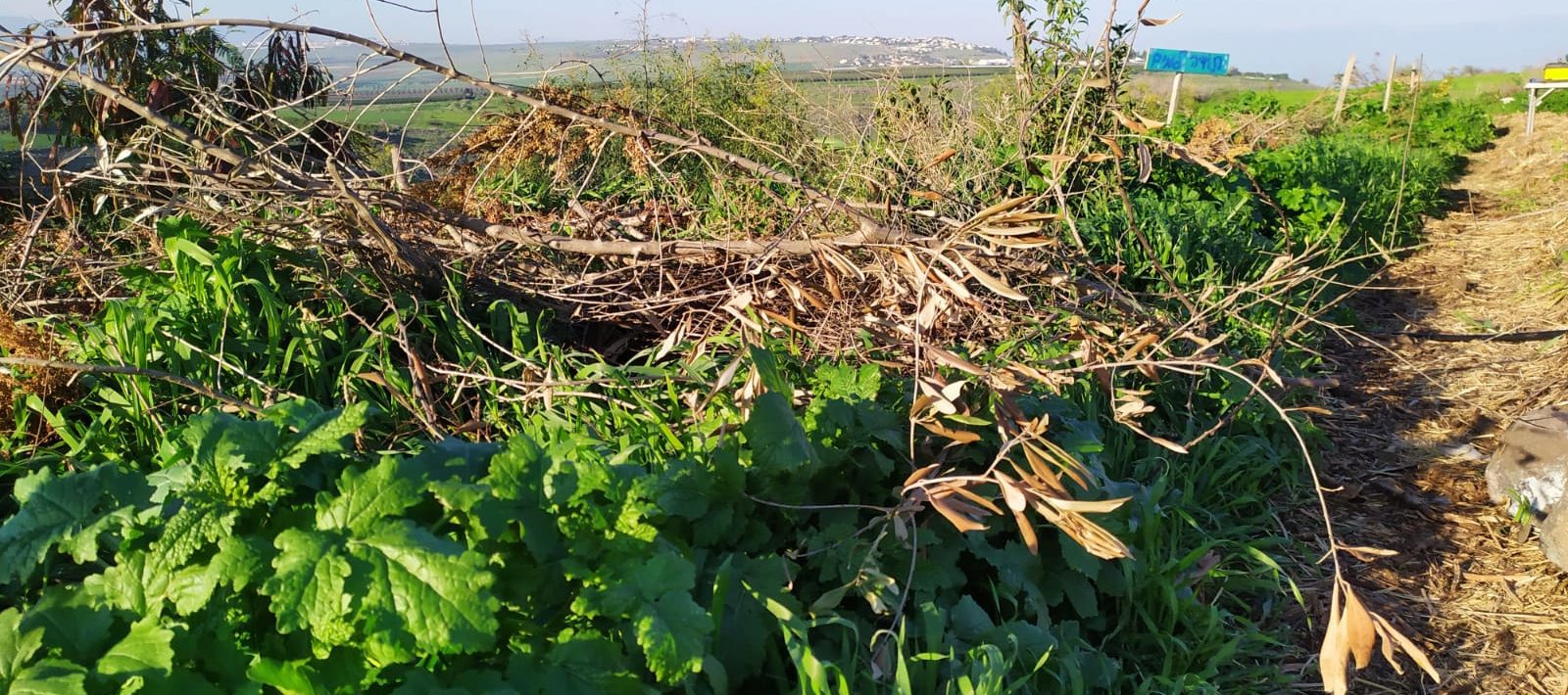 בית גידול בתוך ערימת הגזם