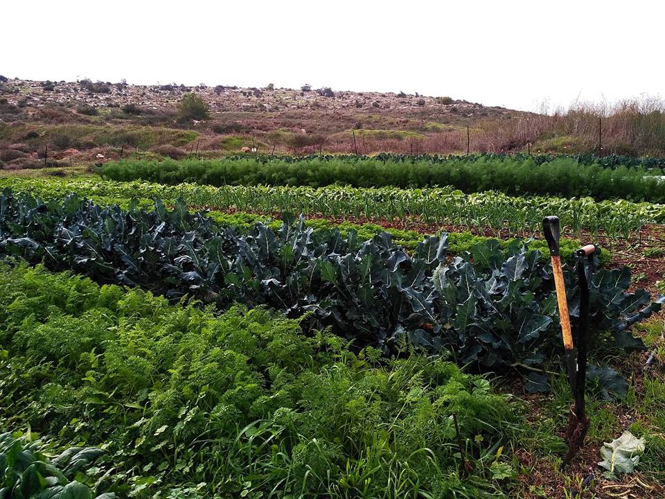 קורס לחקלאות אקולוגית - גן ירק