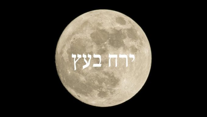 ירח של אהבה בעץ