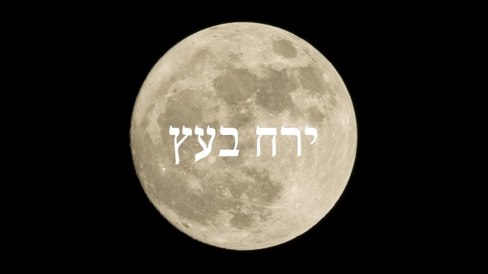 ירח בעץ