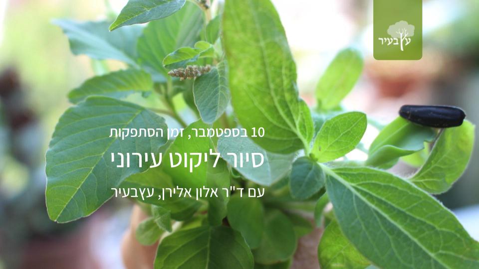 סיור ליקוט עירוני