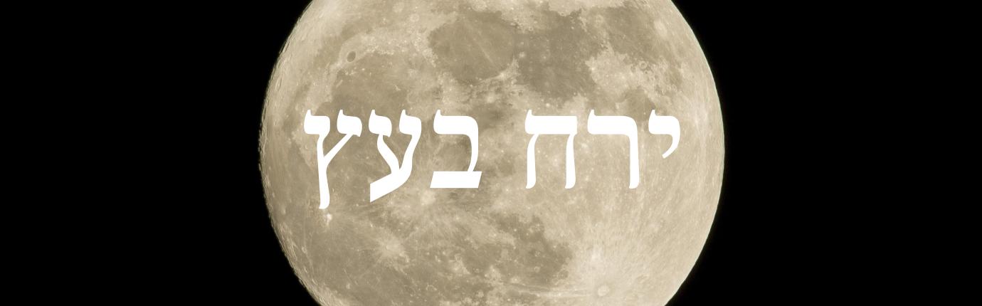 ירח ט"ו בשבט בעץ