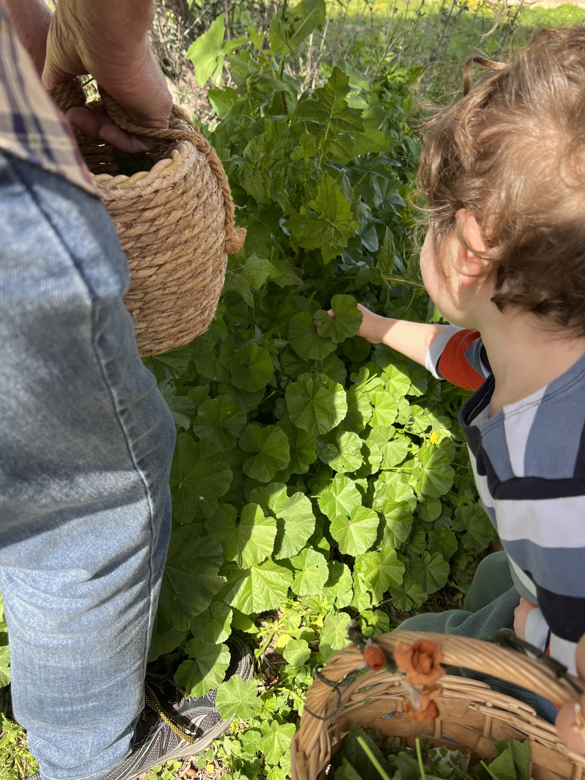 סיור ליקוט צמחי בר בפורים ביער חרובית - 18/3/22