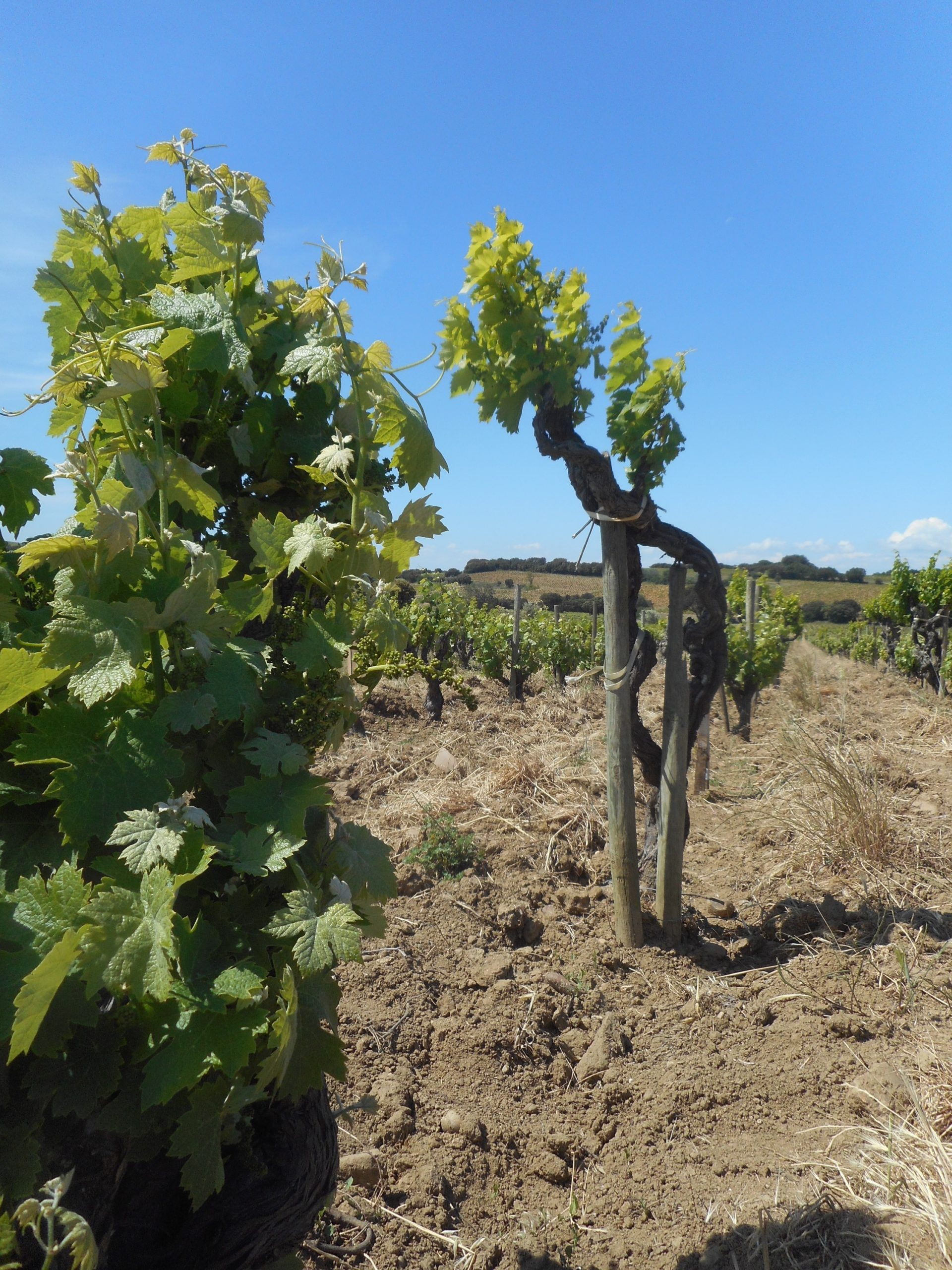 קורס שטח בניהול כרם יין ביודינאמי, דרום צרפת 