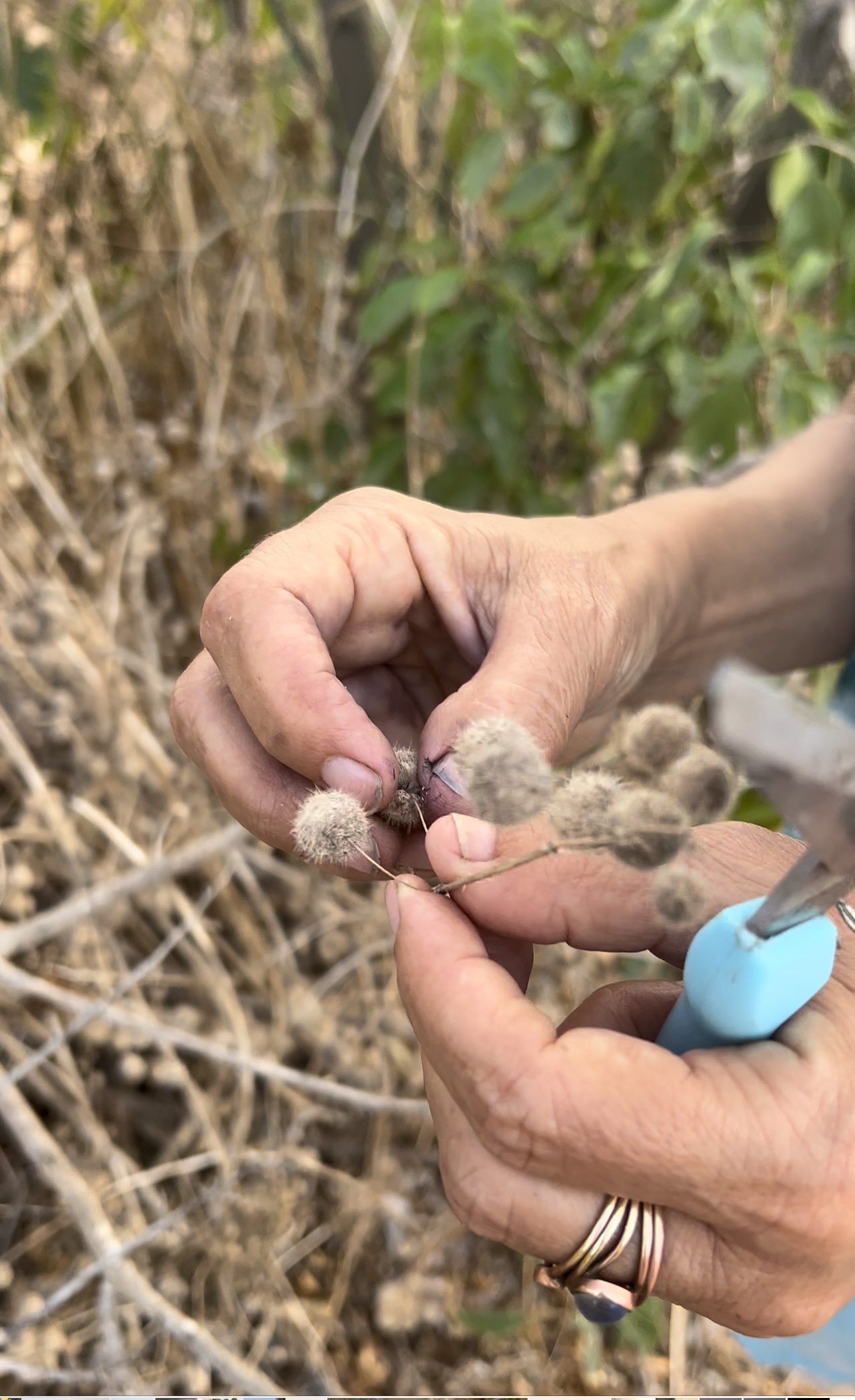 סיור ליקוט ביום הארוך בשנה - 21/6/22