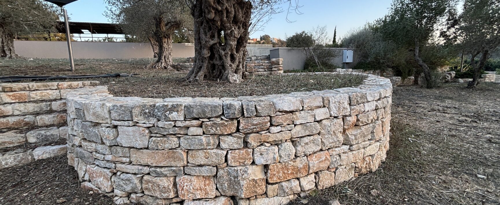 אדנית אבן יבשה סביב עץ זית